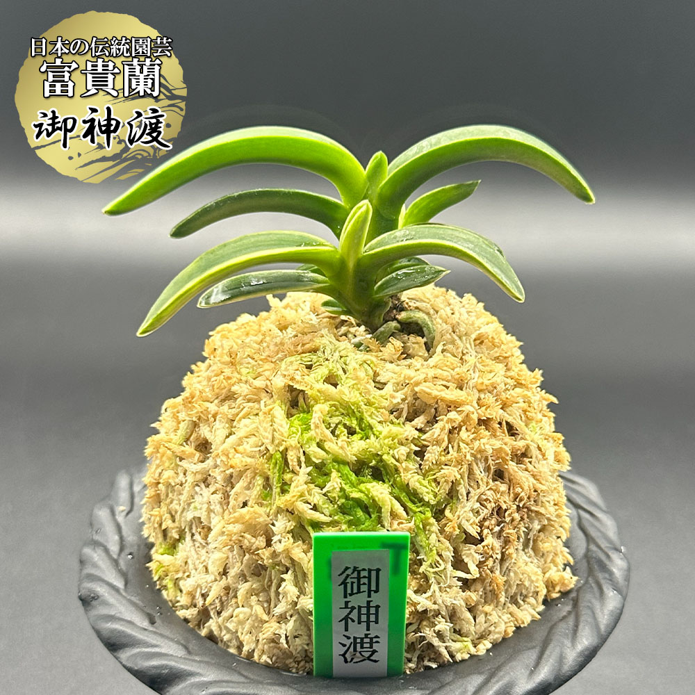 風蘭 fu-t504-a1.jpg