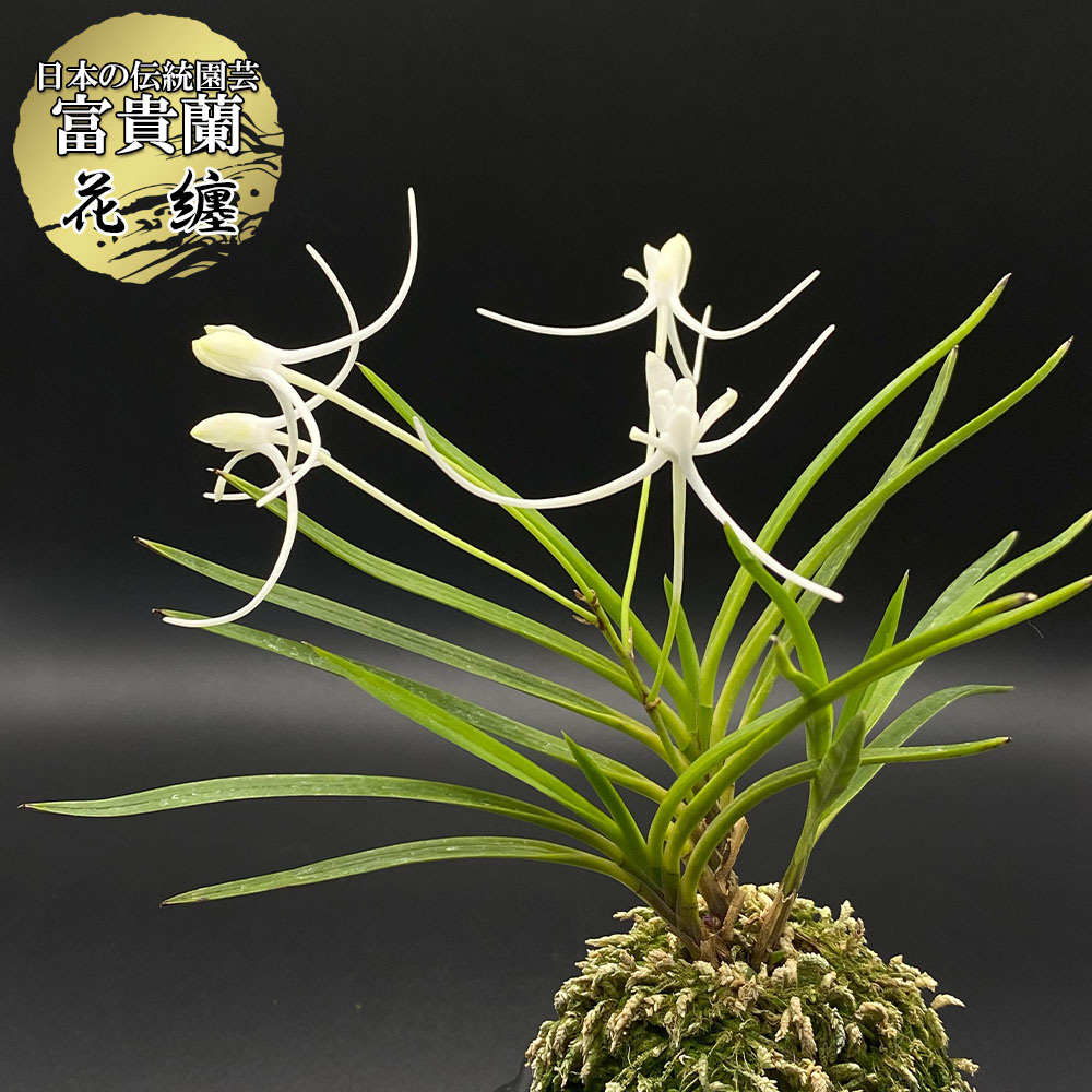 楽天市場】【店内2個同時購入10％OFFクーポン配布中