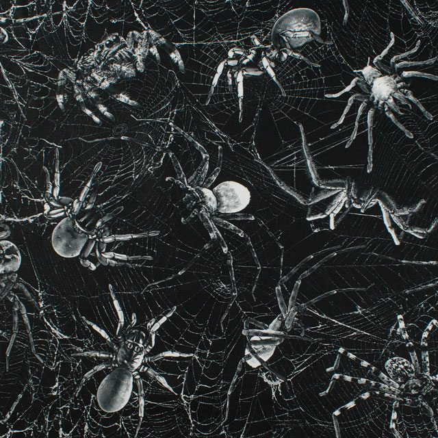 【楽天市場】〔メール便対応商品〕 生地 TIMELESS TREASURES-タイムレストレジャー- SPIDERS ON WEBS ...