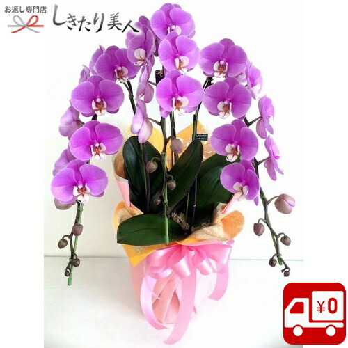 送料無料 胡蝶蘭3本立てピンク Enz Ran Pl P3l お中元 敬老の日 早割 フラワー 花 胡蝶蘭 インテリア 開店祝い 開業 開院 周年 記念 祝い ギフト 贈答品 贈り物 品物 ご挨拶 上棟式 お礼 新築祝い 結婚 内祝い 誕生日 パーティー 退職 お祝い 景品