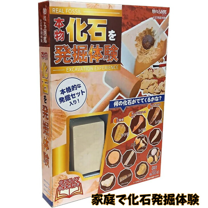 化石セット売り 楽天市場】XXTOYS 化石発掘キット 化石標本 化石 発掘 キット