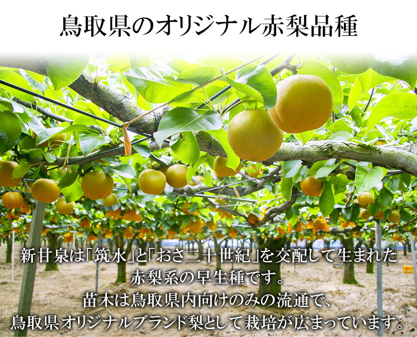 予約】 梨 新甘泉 しんかんせん 赤秀 5〜8玉 約2kg 贈答用 ギフト プレゼント 御礼 御祝 御供 果物 くだもの フルーツ qdtek.vn