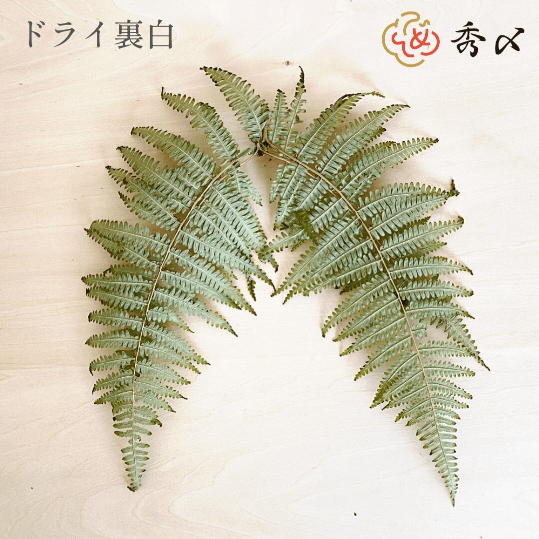 楽天市場】国産 ウラジロ 生【しめ縄飾り】 30cm〜35cm×2枚 : 花の