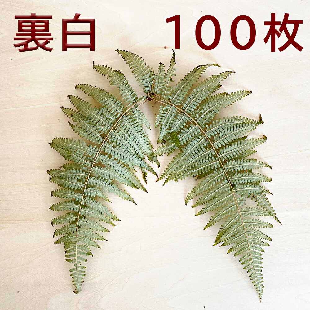 楽天市場 正月飾り 材料 100枚 ドライ裏白 乾燥裏白 裏白 ウラジロ パーツ 素材 ハンドメイド アレンジ 手作り しめ飾り しめ縄 正月飾り しめ縄 お飾り屋さん