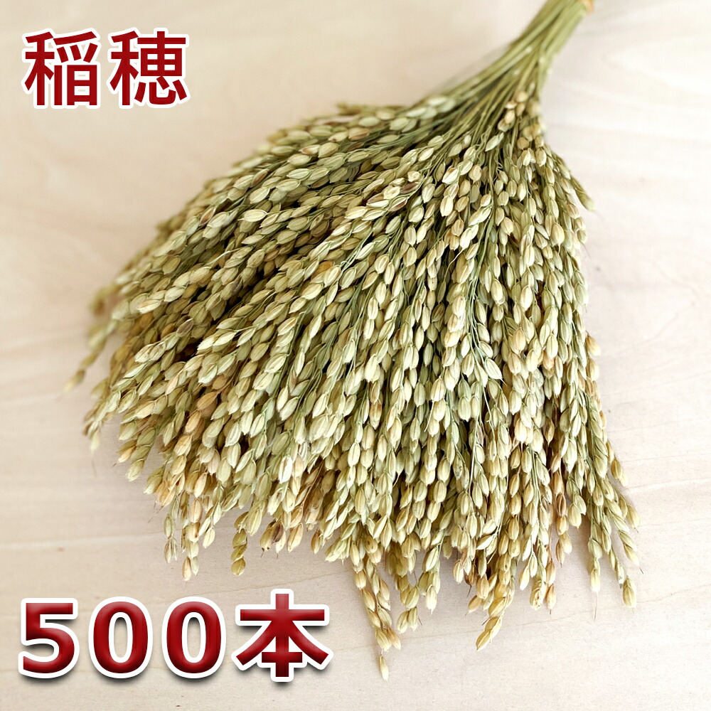 秀〆 正月飾り 材料 500本入り 稲穂 イナホ 26cm<br>パーツ 素材 ハンドメイド アレンジ 手作り しめ飾り しめ縄