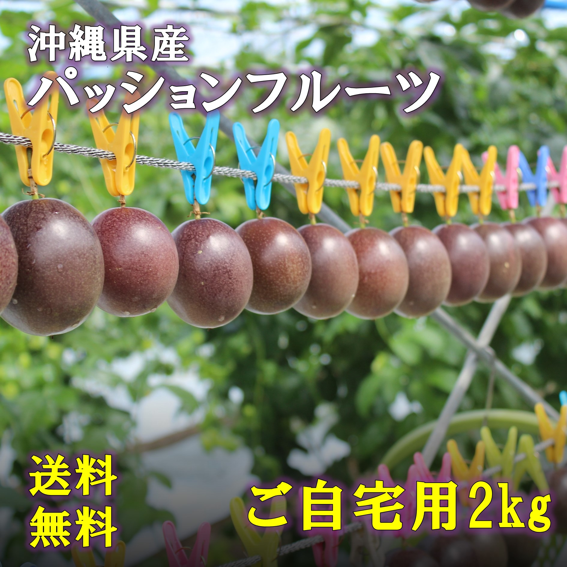 【順次出荷中】沖縄県産 パッションフルーツ ご家庭用 2kg 送料込<br> ぱっしょんふるーつ パッション ぱっしょん 沖縄県産 送料込 最安値に挑戦 ランキング1位獲得