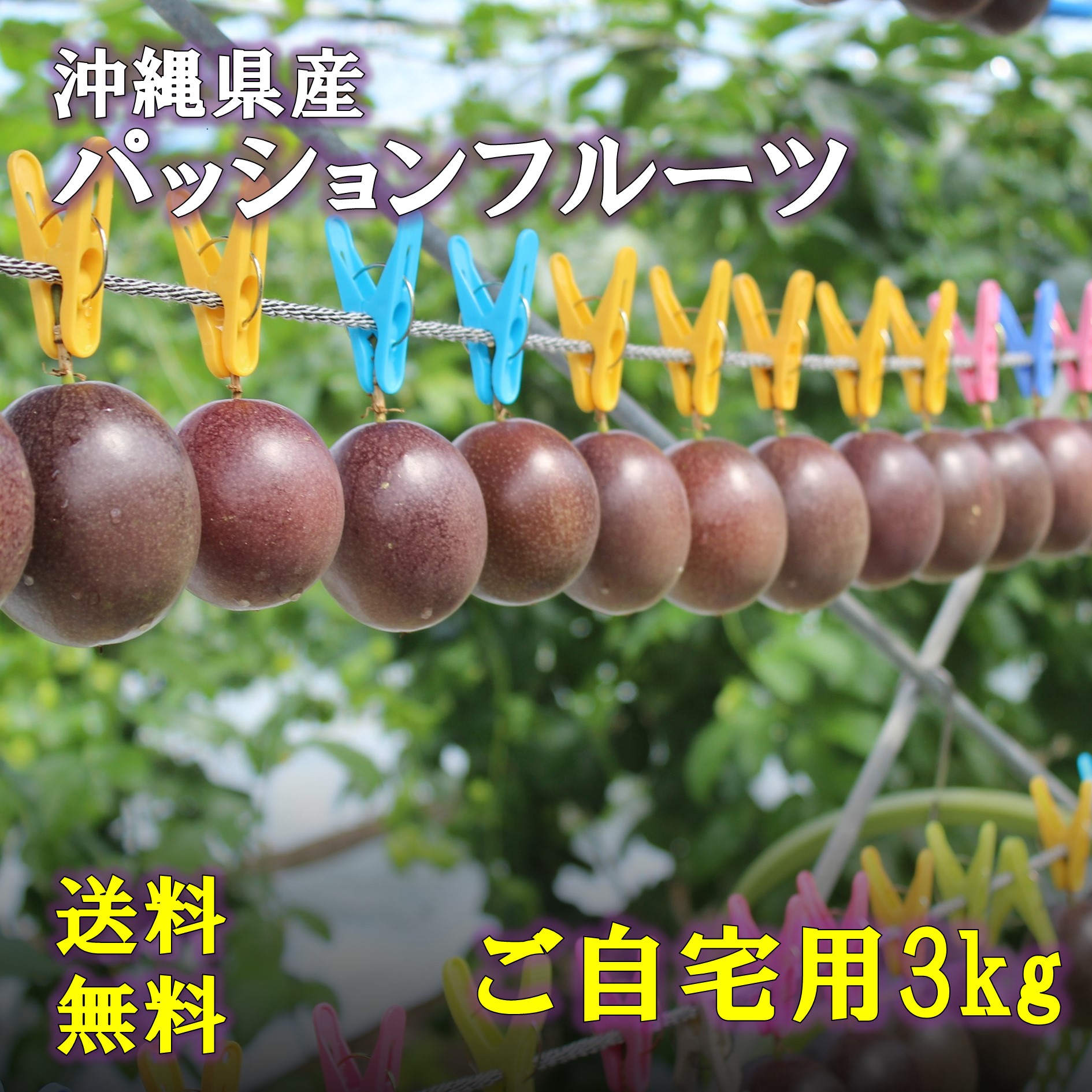 【順次出荷中】沖縄県産パッションフルーツ ご家庭用 3kg 約30-40個  ぱっしょんふるーつ ぱっしょん 沖縄県産 送料込 最安値に挑戦 ランキング入賞