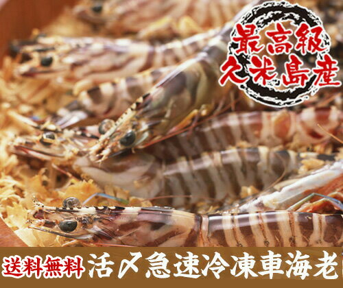 久米島産　活〆急速冷凍車海老　500ｇ　30～34尾入　約13cm  送料込<br>敬老の日 えび　エビ　久米島　沖縄　贈り物　ギフト　プレゼント　お歳暮　御歳暮　車えび