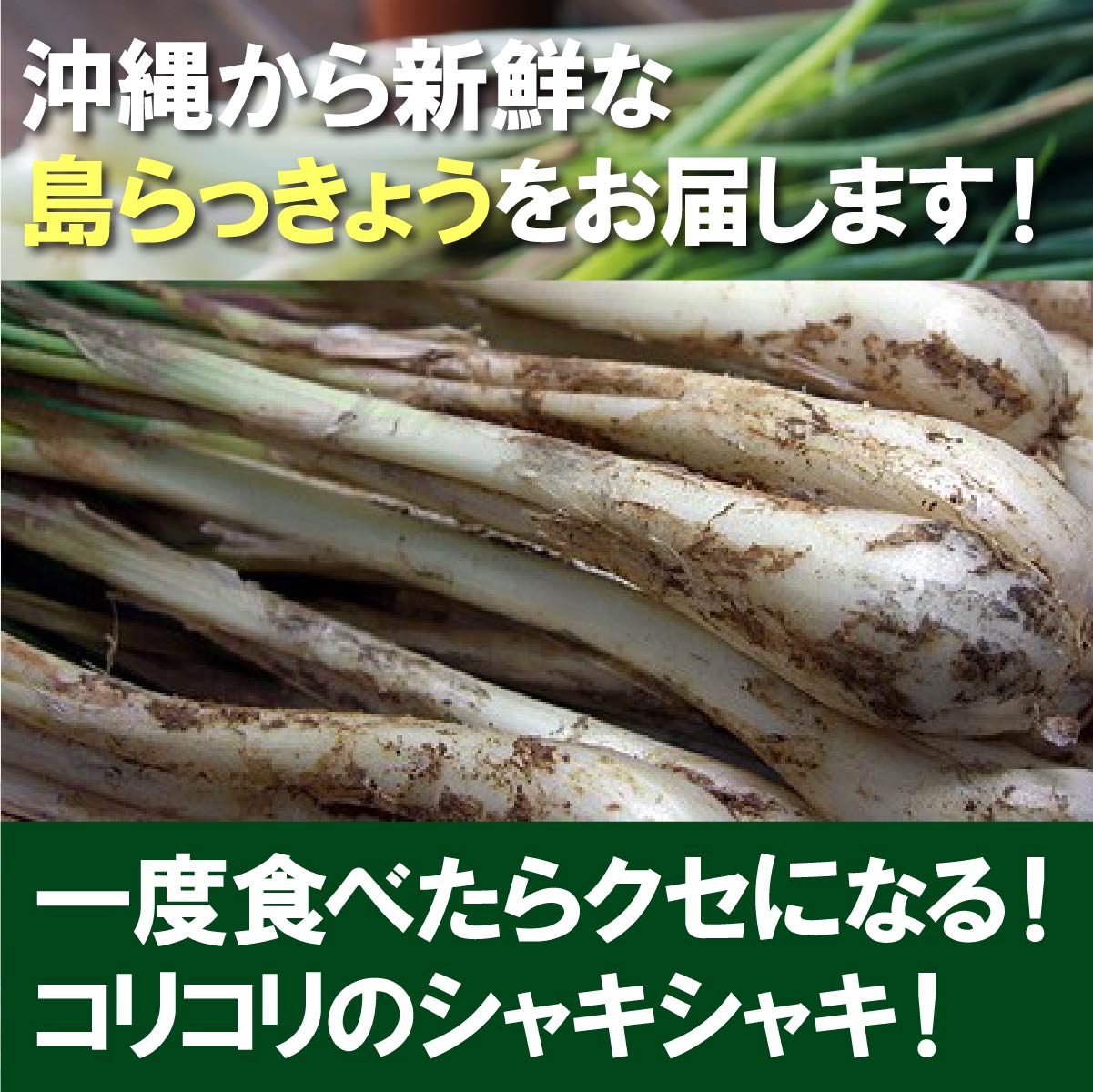 送料無料 沖縄県産 島らっきょう 3kg 500g 6束 沖縄 島ラッキョウ らっきょう おつまみ 島野菜 Butlerchimneys Com 送料無料 沖縄県産 島らっきょう 3kg 500g 6束 沖縄 島ラッキョウ らっきょう おつまみ 島野菜 Butlerchimneys Com