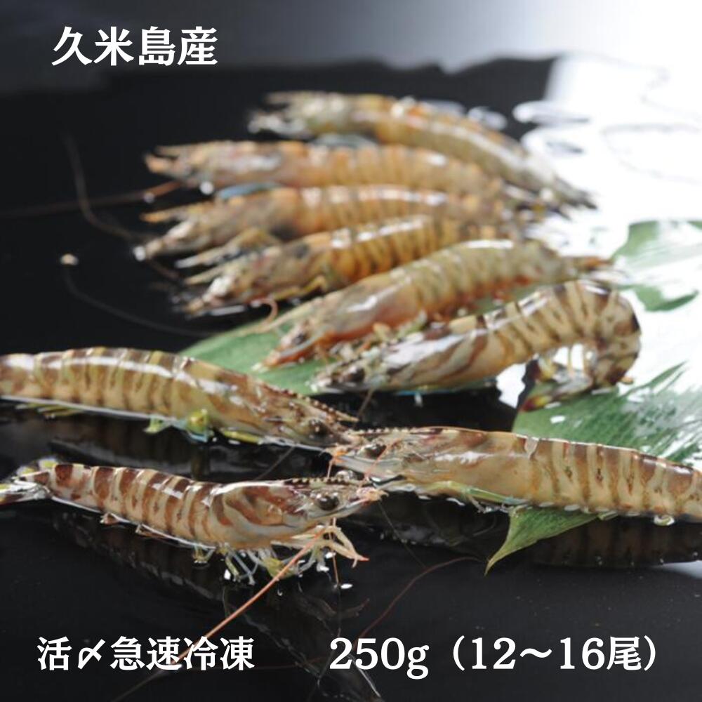 車海老　250g 12～16尾　沖縄産　久米島産　車エビ　車えび　生食用　父の日　母の日　夏ギフト　冬ギフト　お取り寄せ　活〆急速冷凍　離島フェア　（送料無料）4582420072134