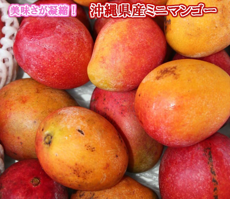沖縄特産フルーツ マンゴー 訳ありミニマンゴー