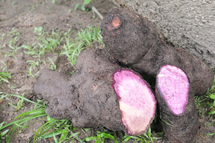 楽天市場】工場直送 種子島紫芋ペースト5kg : やくしま市場