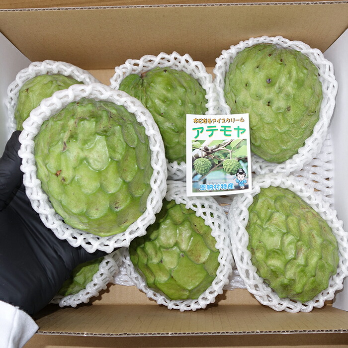 楽天市場】☆優品 アテモヤ☆ 400g〜600g1〜3玉 ☆お試し 発送12月