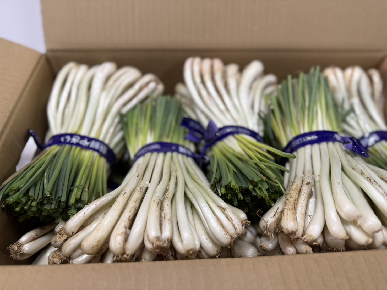 楽天市場】【送料無料】伊江島産 島らっきょう 5kg ※只今の時期