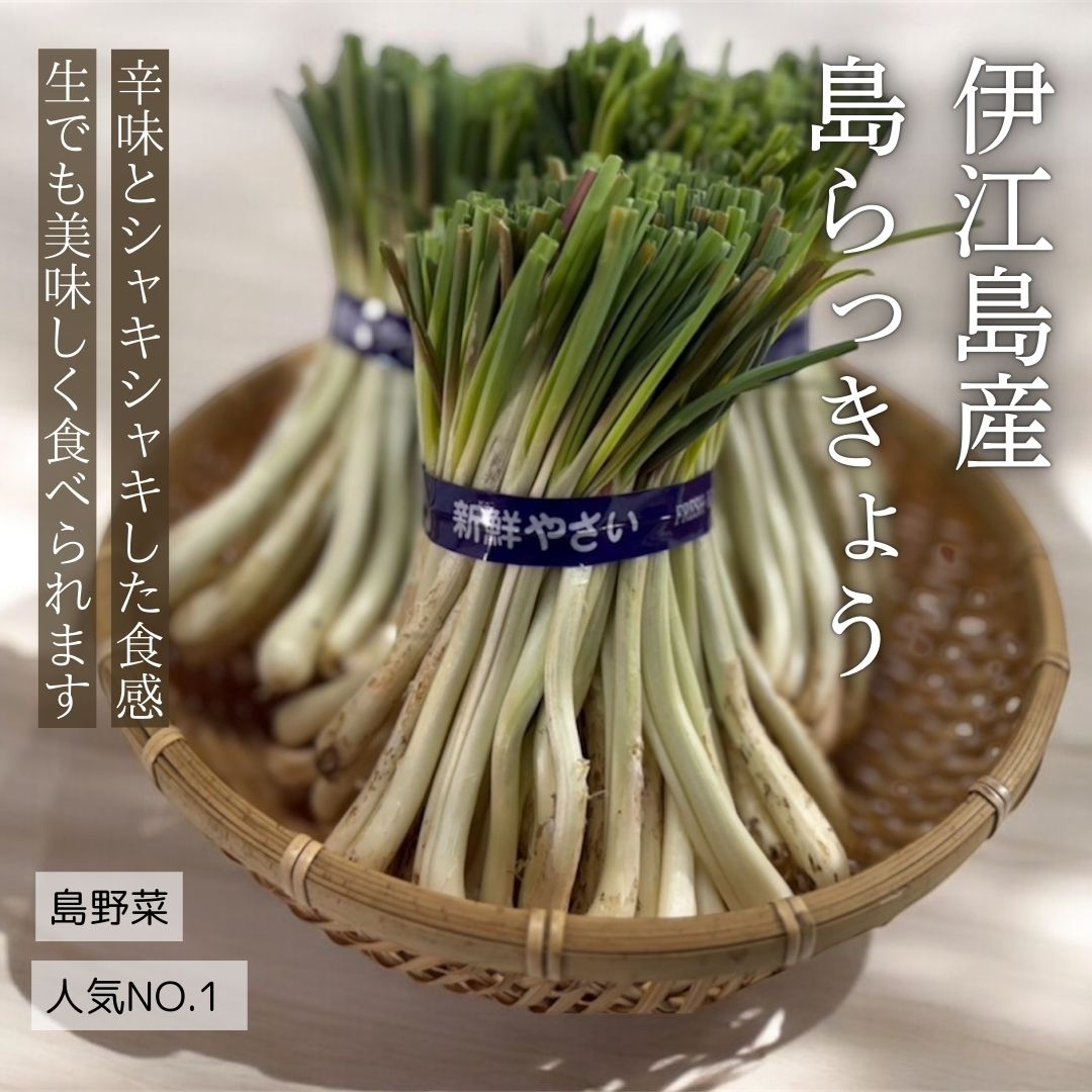 【今季ラスト！！】沖縄県産 島らっきょう 5kg　まとめてお得！ 沖縄県産 島らっきょう 5キロ 太め 沖縄県産 島らっきょう 5kg