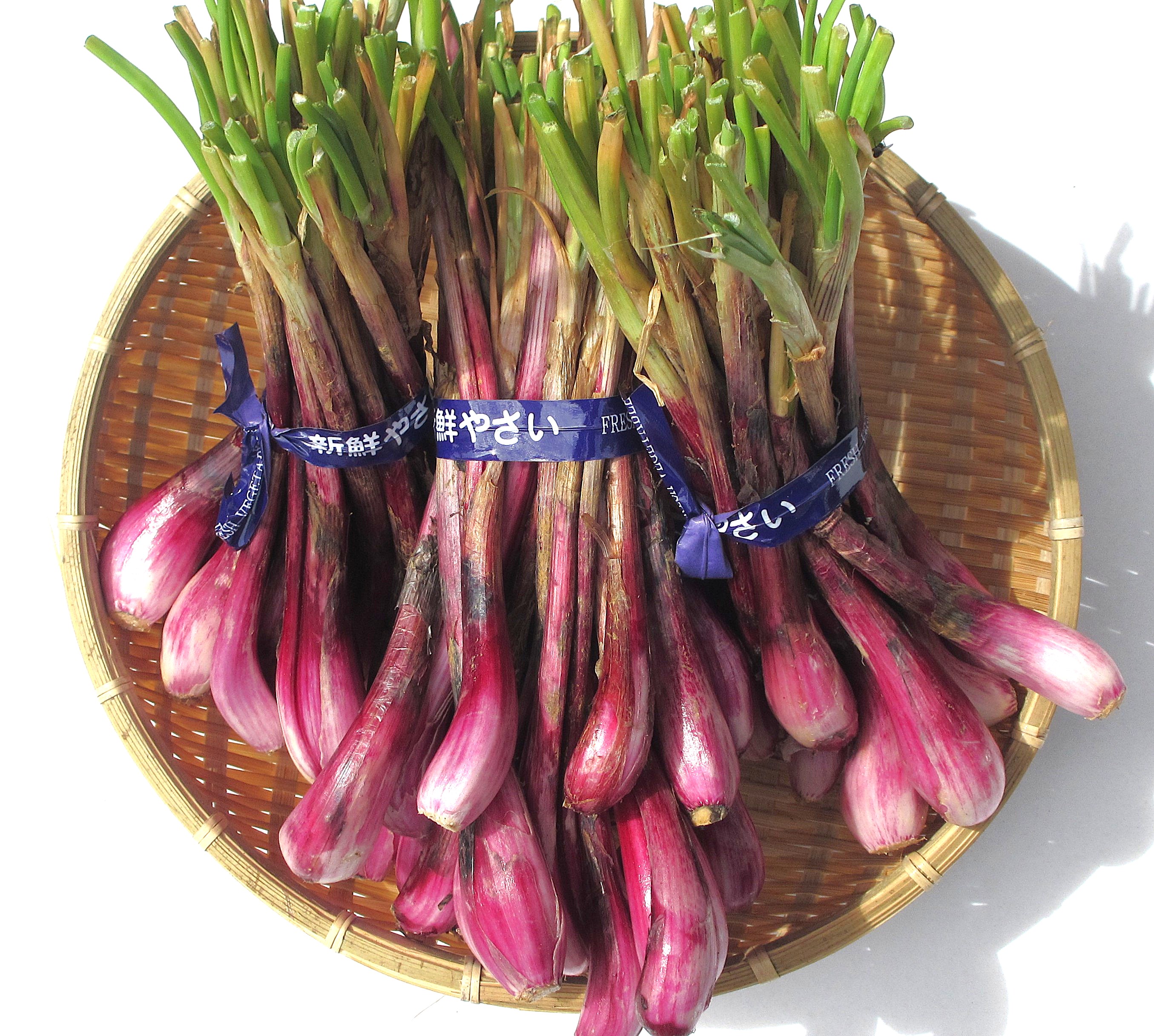 楽天市場】【お試し】伊江島産 島らっきょう 500g 一年中発送可 大人気