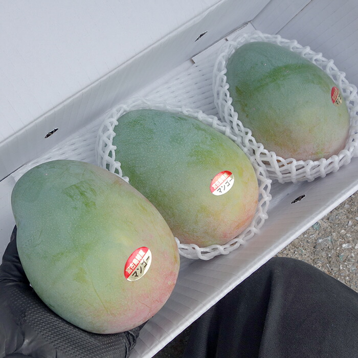 楽天市場】青マンゴー 1kg ※発送6〜7月 未熟マンゴー (酸っぱい 楽天市場】青マンゴー 1kg ※発送6〜7月 未熟マンゴー (酸っぱい