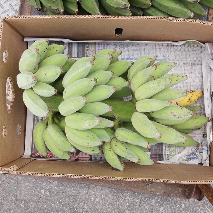 楽天市場】丸ごと島バナナ（小笠原種） 約10kg ☆幹に付いたまま