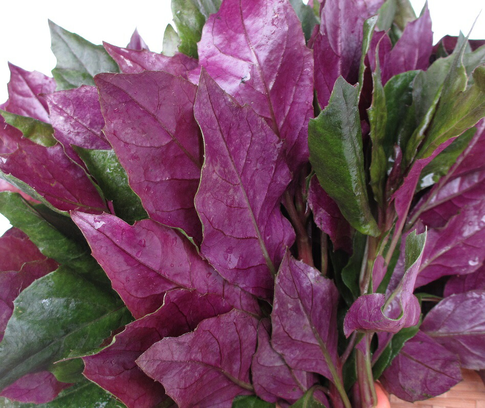 多年草 金時草の抜き苗5株 水前寺菜 ハンダマ 式部草 紅鳳菜 紫