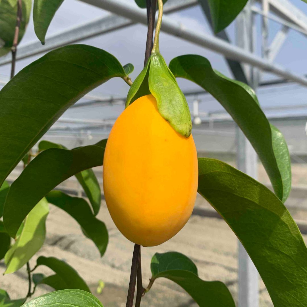 楽天市場】訳あり アテモヤ 1キロ 発送11月〜3月 （沖縄の