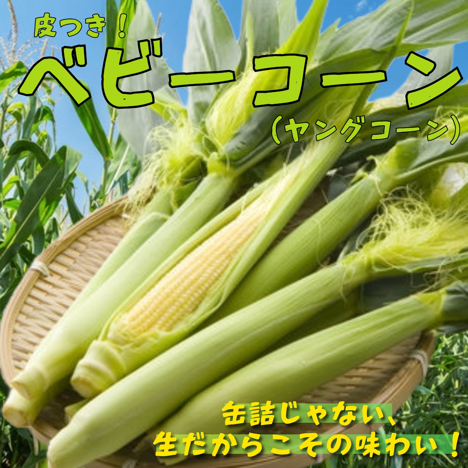 yn34 山梨県産 ヤングコーン ベビーコーン 200本入 野菜 とうもろこし