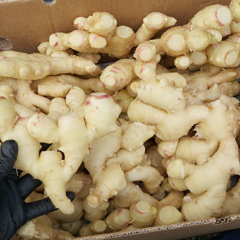 楽天市場】新生姜 ☆お試し約500g 約1kg 約2kg 約4kg箱 高知県産