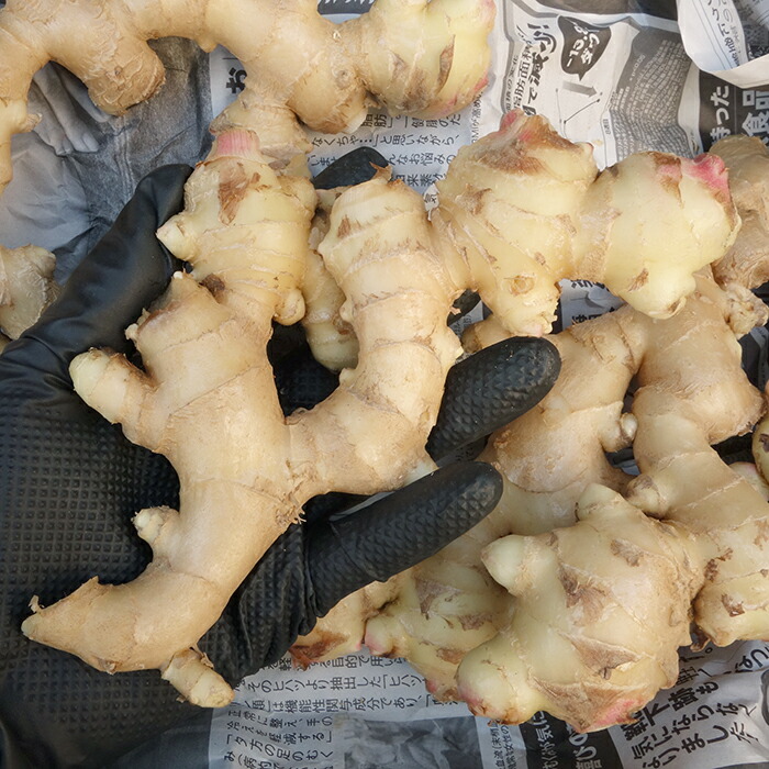 種用土付き生姜（4kg） 楽天市場】”中国産 土しょうが” 約4kg 肉厚！！土生姜/老生姜