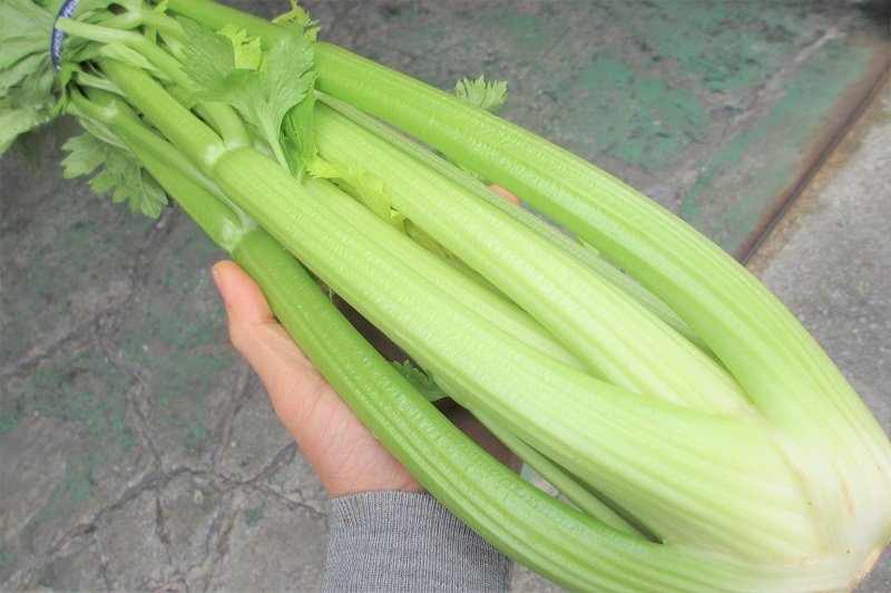 沖縄県産野菜 ニガナ 約１Ｋg スムージーに最適 お待たせする場合有 年中ですが 発送