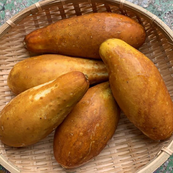 楽天市場】青パパイヤ 約10キロ 夏季はチルド便でお届け致します