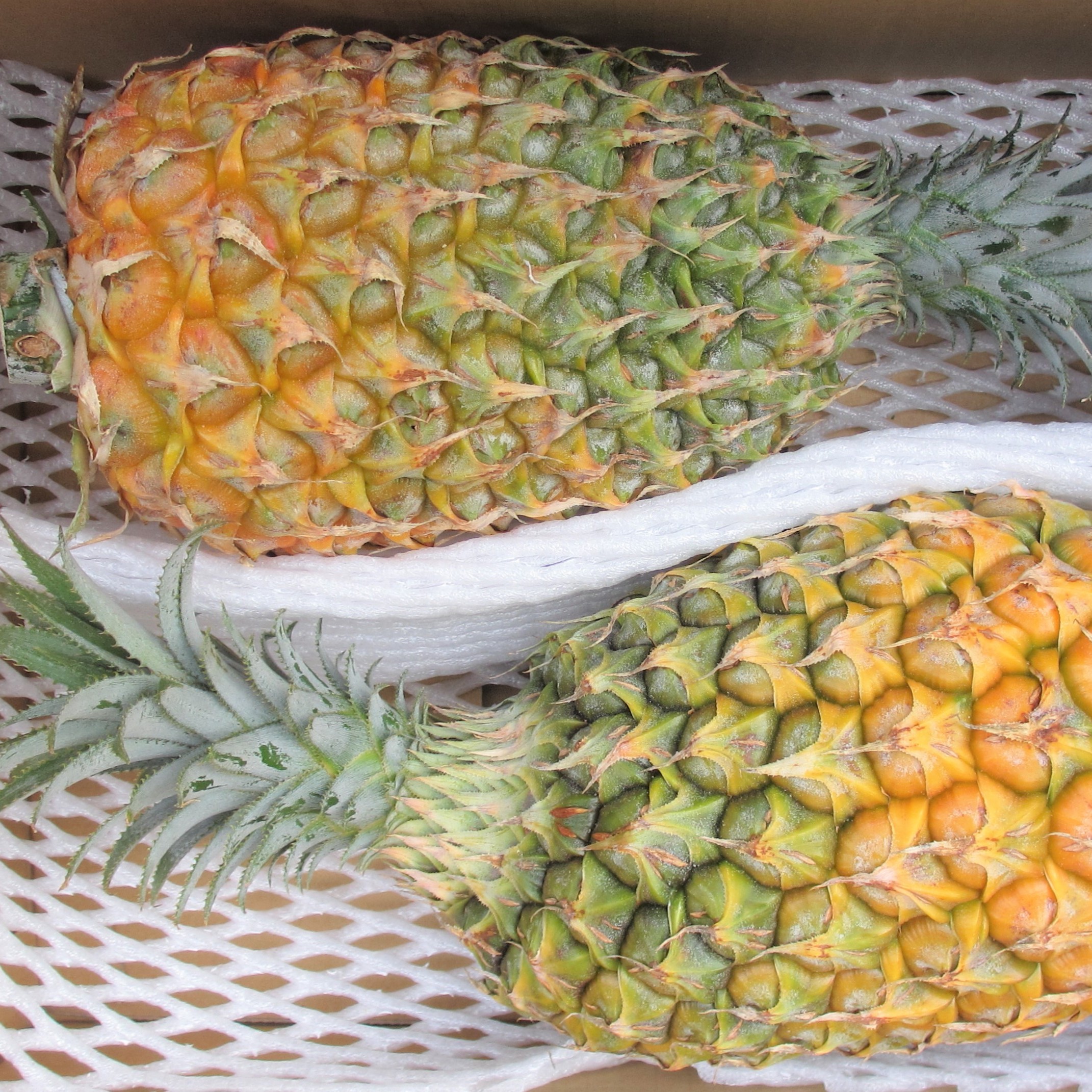 【10%off】沖縄県産 ミニマンゴーＢ品 約６kg【常温便】② imgrc0121013694.jpg