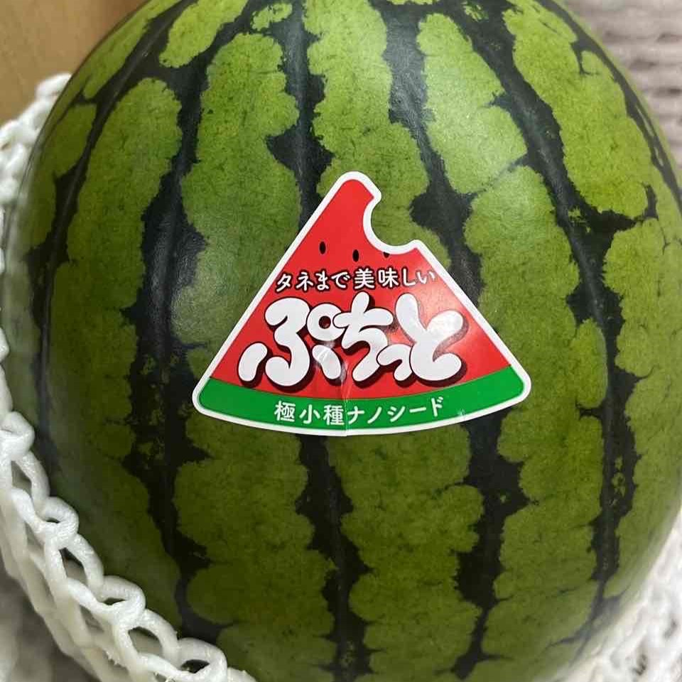 残り僅か！ギフトやイベントにも！沖縄ブランド今帰仁スイカ ２Ｌサイズ 2玉 スイカ 沖縄県産 大玉 すいか 沖縄県産今帰仁スイカ 秀品 2玉