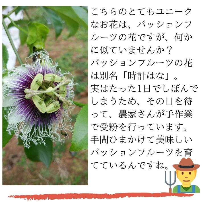 半額 沖縄県産パッションフルーツ 1ｋｇ 9 13玉入り ご家庭用 ご自宅用 沖縄 パッションフルーツ 果実 送料無料 発送は2月以降 北海道のみ送料500円かかります Hanuinosato Jp