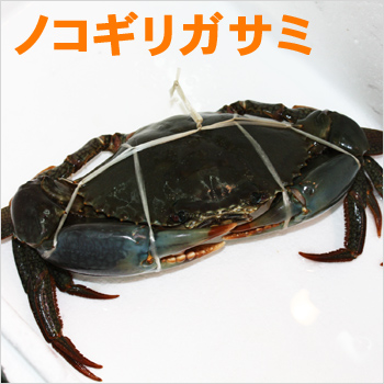 楽天市場 沖縄産 ノコギリガサミ 約3kg 4 6杯 沖縄海鮮問屋