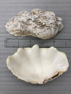 楽天市場 シャコ貝殻 大 ２個入り 沖縄海鮮問屋