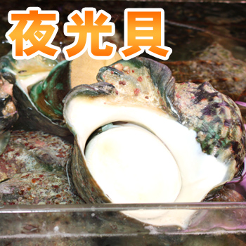 楽天市場】夜光貝（1.2ｋｇ〜1.5ｋｇ） ※殻付き : 沖縄海鮮問屋