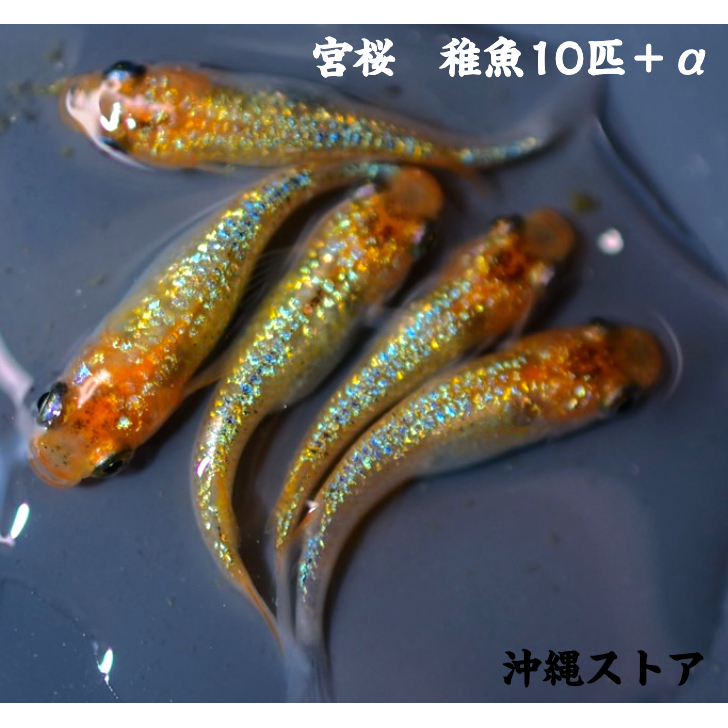 楽天市場】メダカ 紅ほっぺメダカ 稚魚10匹＋α 販売 生体 ダルマメダカ めだかだるま メダカ稚魚 改良 稚魚 だるま ダルマ メダカ販売 淡水魚  白 透明鱗メダカ 改良メダカ medaka メダカの生体 めだか生体 メダカ生体 品種改良メダカ 発泡スチロール 日本 沖縄ストア 送料 ...