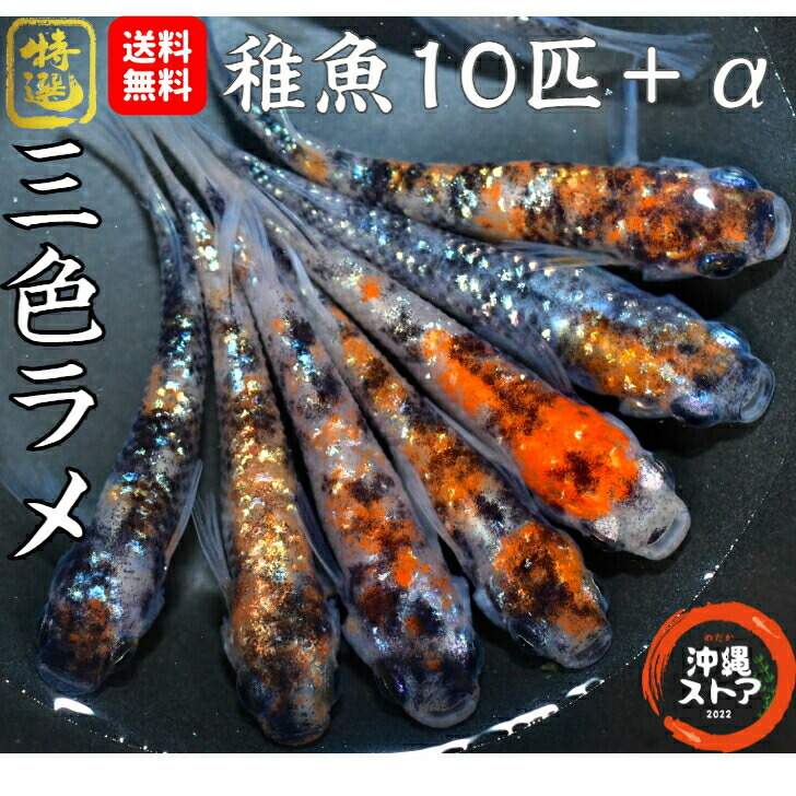 楽天市場】メダカ 妲己(だっき) メダカ稚魚10匹＋保証2匹付 生体 めだか販売 漆黒メダカ 黒 めだか 改良 稚魚 淡水魚 改良メダカ 観賞魚 高級 medaka  メダカの生体 めだか生体 メダカ生体 背鰭 背ビレ ポンポン ボンボン 品種改良 発泡スチロール 沖縄ストア 全国送料無料 ...