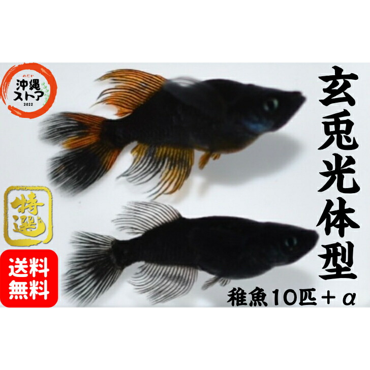 妲己フルブラック（紂王）メダカ稚魚10匹＋α 沖縄ストア 妲己めだか 阿形めだか - 魚類、水生生物