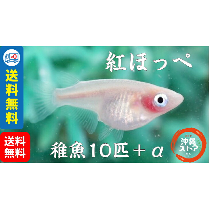 【楽天市場】メダカ 紅ほっぺメダカ 稚魚10匹+α 販売 生体 ダルマメダカ めだかだるま メダカ稚魚 改良 稚魚 だるま ダルマ メダカ販売 ...