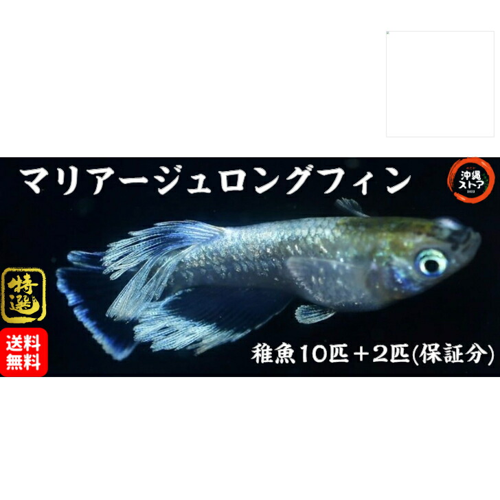 楽天市場】メダカ マリアージュロングフィン(ゴールドタイプ)めだか ２ペア 若魚～成魚 沖縄ストア 卵 稚魚 若魚 成魚 ゴールドタイプ : 沖縄ストア