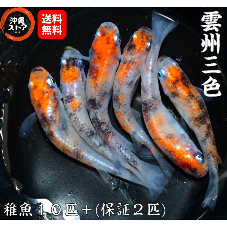 楽天市場】メダカ 妲己(だっき) メダカ稚魚10匹＋保証2匹付 生体 めだか販売 漆黒メダカ 黒 めだか 改良 稚魚 淡水魚 改良メダカ 観賞魚 高級 medaka  メダカの生体 めだか生体 メダカ生体 背鰭 背ビレ ポンポン ボンボン 品種改良 発泡スチロール 沖縄ストア 全国送料無料 ...