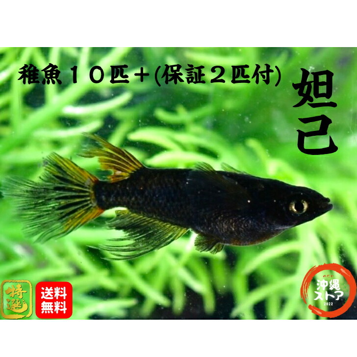 楽天市場】メダカ 玄兎光体型メダカ めだか稚魚10匹＋α 販売 生体 玄兎光体型めだか 若魚 成魚 稚魚 ラメメダカ 淡水魚 改良メダカ 観賞魚 めだか生体  メダカ生体 品種改良メダカ 送料無料 卵 水槽 全国送料無料 沖縄ストア : 沖縄ストア