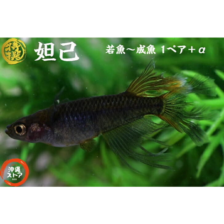 楽天市場】メダカ 玄兎光体型メダカ めだか稚魚10匹＋α 販売 生体 玄兎光体型めだか 若魚 成魚 稚魚 ラメメダカ 淡水魚 改良メダカ 観賞魚 めだか生体  メダカ生体 品種改良メダカ 送料無料 卵 水槽 全国送料無料 沖縄ストア : 沖縄ストア