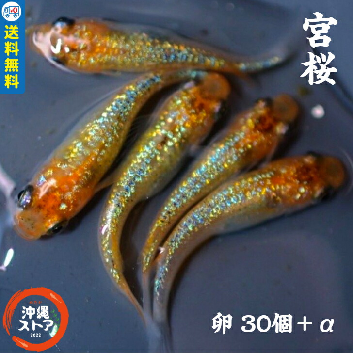 【楽天市場】メダカ 販売 生体 宮桜 稚魚 10匹＋α ラメメダカ ラメ めだか 三色 品種 改良 めだか販売 淡水魚 オーロラ 宮桜めだか メダカの生体  めだか生体 メダカ生体 品種改良メダカ ラメ系 黄 観賞魚 夜桜ゴールドタイプメダカの派生です 日本 沖縄ストア ...