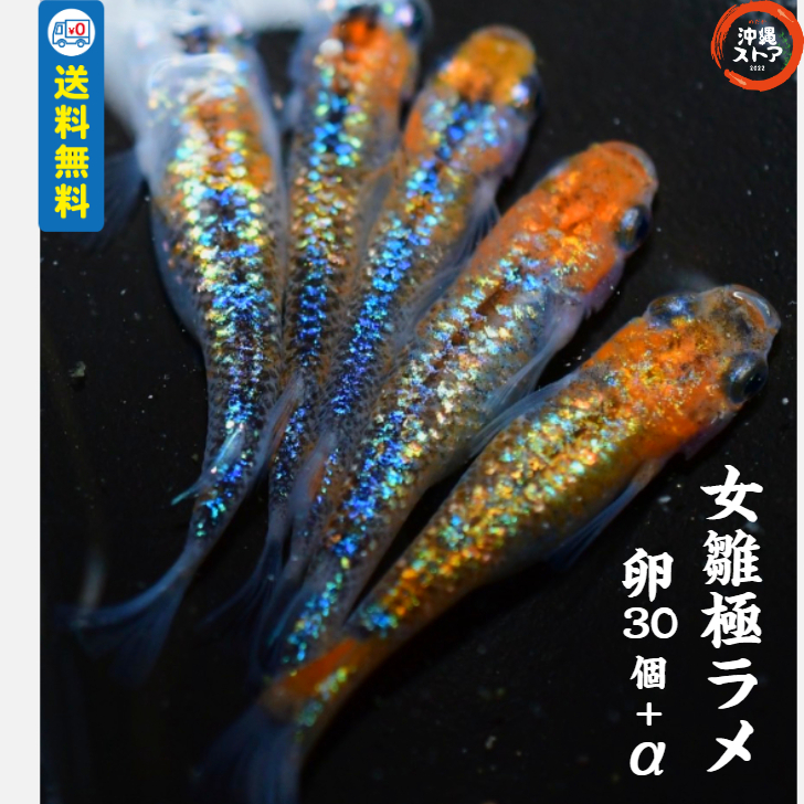 楽天市場】メダカ【三色ラメ メダカ 卵30個＋α】めだか卵 人気種 高級魚 メダカ卵 めだか卵 沖縄ストア 全国送料無料 三色 三色ラメ : 沖縄ストア