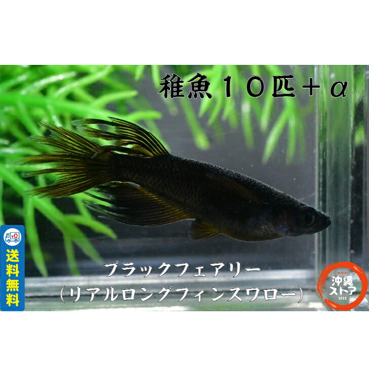メダカ ブラックフェアリー(リアルロングフィンスワロー) めだか稚魚10匹＋保証2匹 ラメ メダカ medaka 改良メダカ 高級 観賞魚 めだか販売 メダカの生体 めだか生体 メダカ生体 ブルー 品種改良メダカ 全国送料無料 沖縄ストア｜沖縄ストア