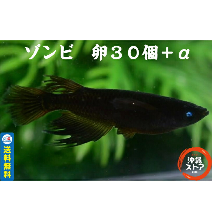 【湊めだか】ドラゴンブルー メダカ 有精卵15個＋α① めだか 卵 ドラゴンブルー 有精卵 20個＋α メダカ 卵｜Yahoo!フリマ