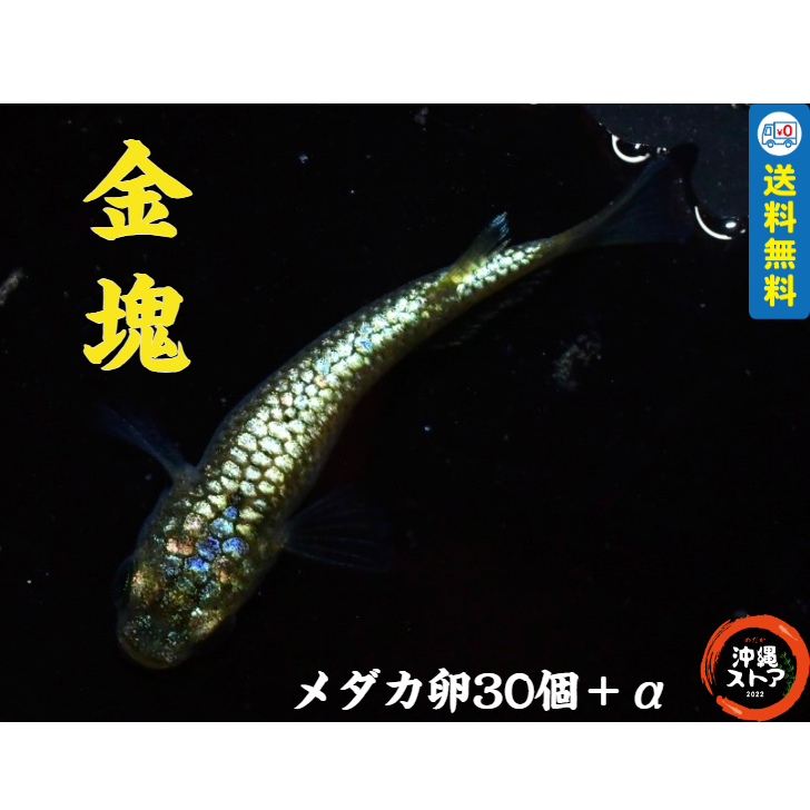 【湊めだか】ドラゴンブルー メダカ 有精卵15個＋α① めだか 卵 ドラゴンブルー 有精卵 20個＋α メダカ 卵｜Yahoo!フリマ