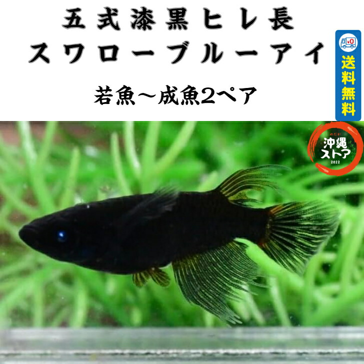 楽天市場】メダカ 妲己(だっき)メダカ若魚～成魚1ペア＋α 妲己(だっき)メダカ 生体 送料無料 めだか販売 漆黒メダカ 黒 めだか 改良 稚魚 めだか販売  淡水魚 改良メダカ 観賞魚 medaka めだか生体 メダカ生体 品種改良 沖縄ストア 全国送料無料 : 沖縄ストア