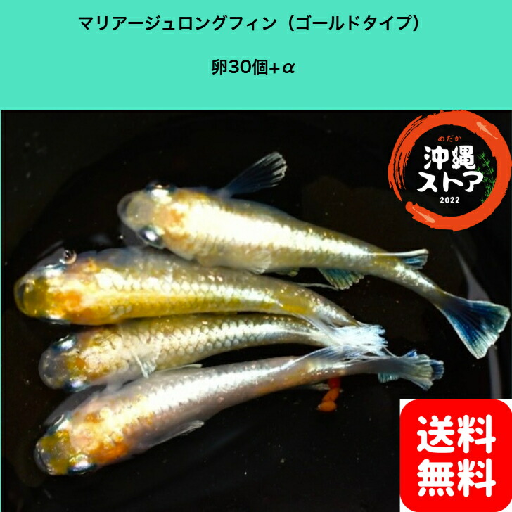 【湊めだか】ドラゴンブルー メダカ 有精卵15個＋α① めだか 卵 ドラゴンブルー 有精卵 20個＋α メダカ 卵｜Yahoo!フリマ